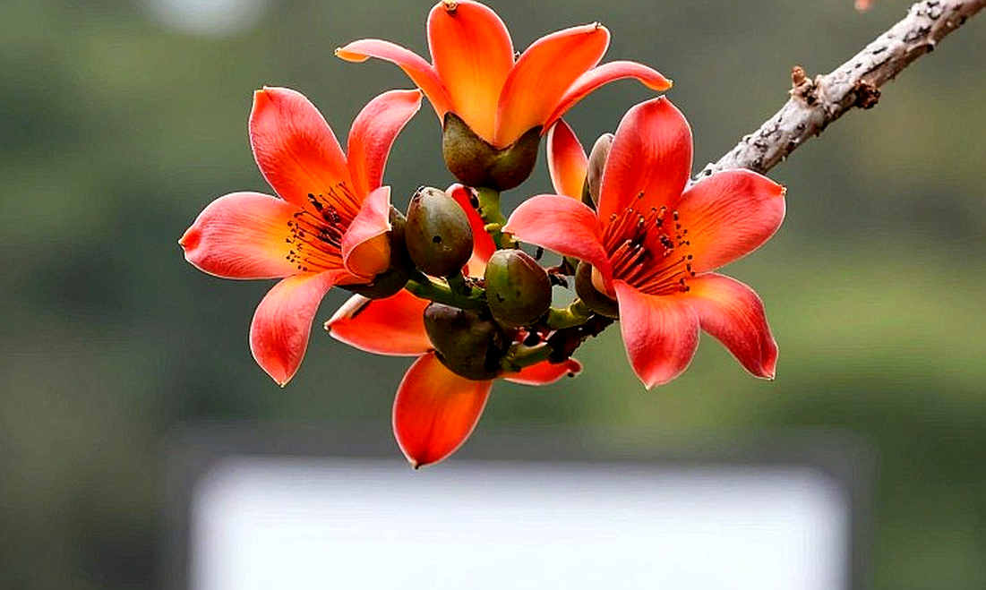 খালি ফাইলও সাক্ষ্য: বাংলাদেশের অ্যাথলেটিক্সে ডেটা-শূন্যের অডিট